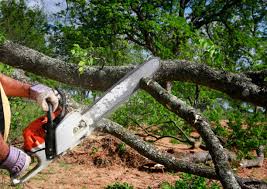 Best Tree Health Inspection  in Rensselaer, IN