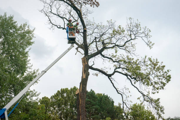 Best Tree Maintenance Programs  in Rensselaer, IN