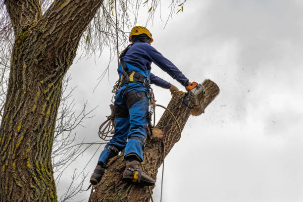 Best Tree Mulching  in Rensselaer, IN