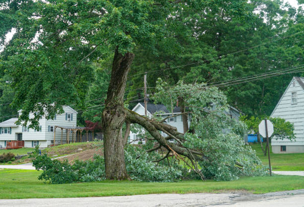 Best Tree Trimming and Pruning  in Rensselaer, IN